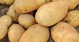 Patates Tüketmenin Faydaları ve Sakıncaları