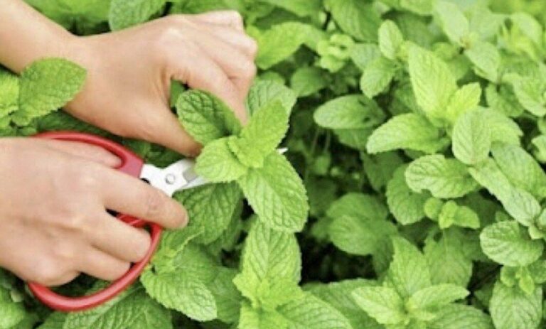 Göbeği Dümdüz Yapan ve Karaciğeri Yenileyen Besin