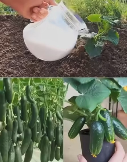 Salatalığa, Domatese, Bibere Bir Kaşık Verin