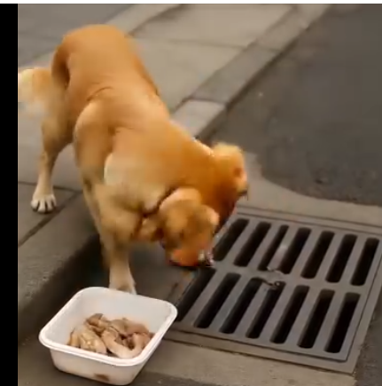 Dikkatle aşşağı bakıyordu