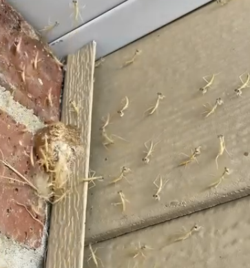 Dua Böceği’nin Ani Ortaya Çıkışı