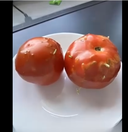 Küçük garip 2 domates