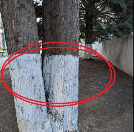 Bazı Ağaçlar Neden Beyaz Boyanır? Kışın Sırrı Ortaya Çıktı