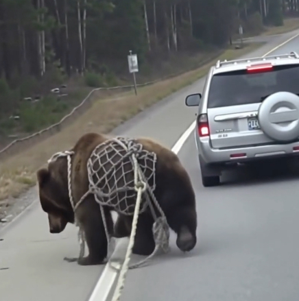 Yolda, ağa dolanmış ve kendini kurtaramayan bir ayı fark ettim