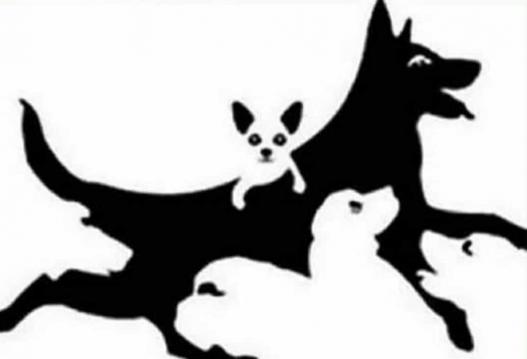 Kaç Köpek Görüyorsunuz? Cevabınız Zihin Yaşınızı Ortaya Çıkartacak