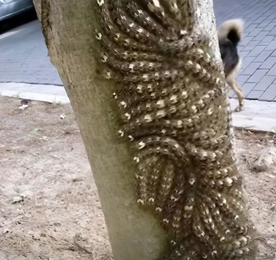 Kızımın neredeyse dokunacağı şey hayatına mal olabilirdi