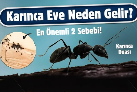 Eve Karınca Girmesinin 7 İşareti