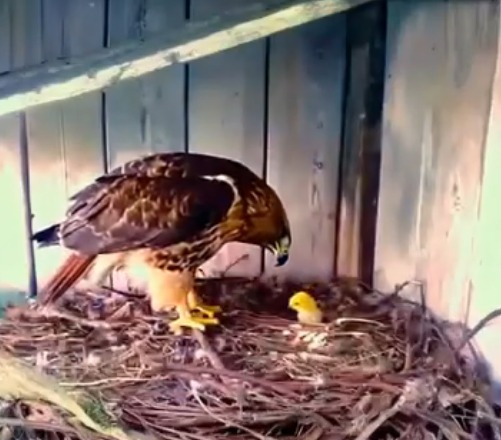 Kartal Yuvasına Koyar ve Gözetleme Kamerası Kurar