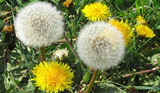 Kemoterapiden 100 kat etkili