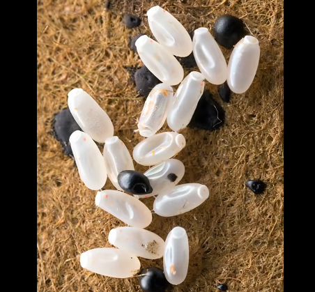 Sabah Uyandığımda yatağımda garip beyaz taneler fark ettim.