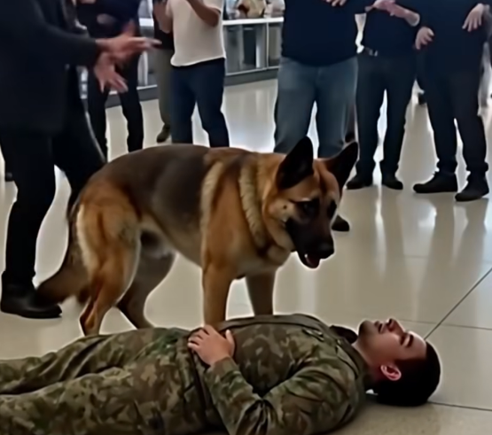 Havaalanında uyuyan köpek bekçisi asker