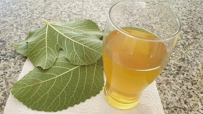 İncir Yapraklarının Gücü: Sağlık ve Zindelik İçin Gizli Bir Hazine