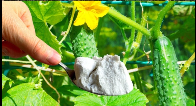 Bahçenizdeki her salatalık için