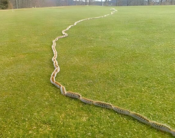 Ottan garip bir şey gördüm ve sadece bir ip sandım – ama yakından bakınca korkuyla çığlık attım!