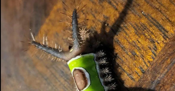 Evde yerde garip bir şey gördüm ve ona dokunmak istedim