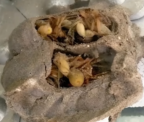 Garajımın Karanlık, Tozlu ve Unutulmuş Köşesinde Bulduğum Şey