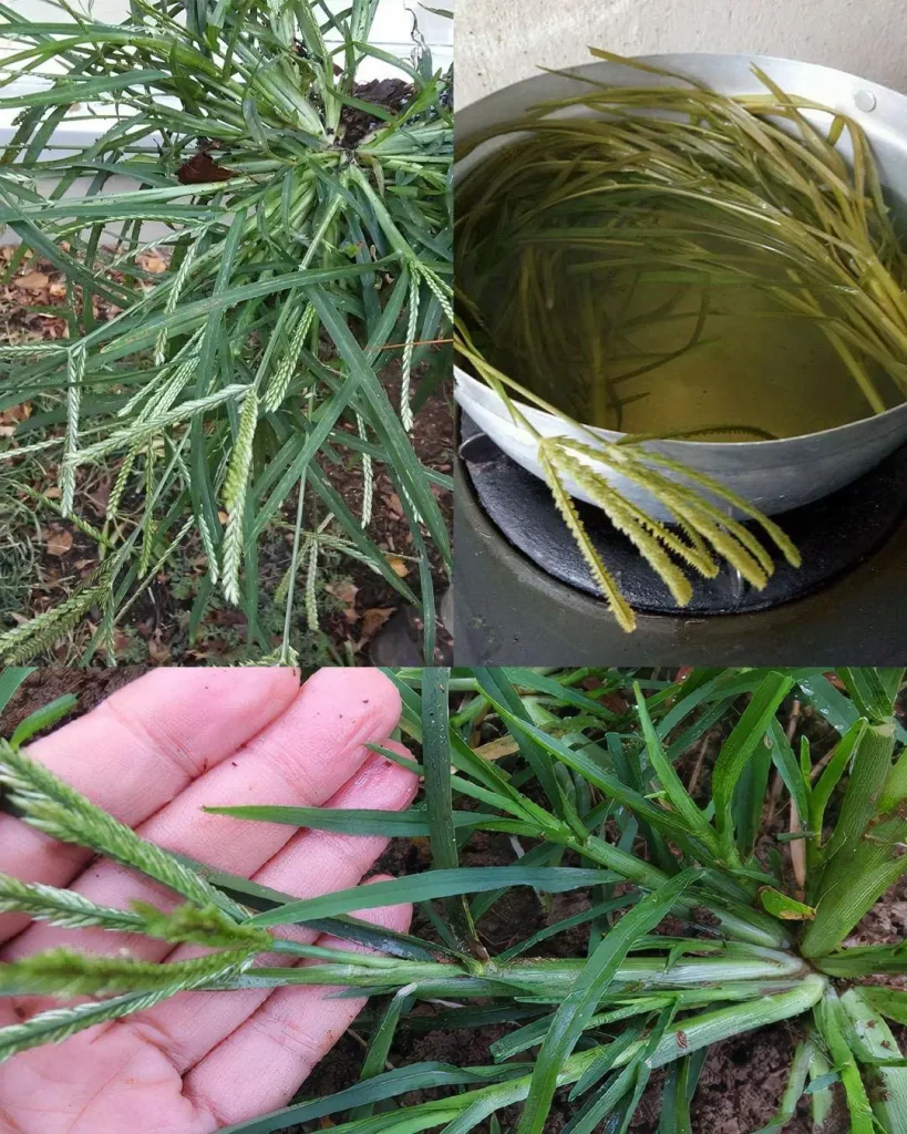 Kaz otunun bilmediğiniz gizli gücü