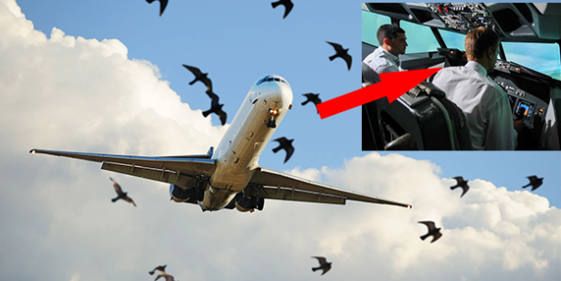 Kuş Sürüsü Uçağı Terk Etmeyince Pilot Gözyaşlarına Boğuldu