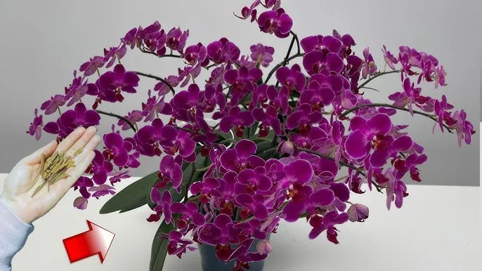 Orkideleriniz 10 Kat Daha Fazla Çiçek Açsın İster Misiniz? İşte Doğal ve Mucizevi Yöntem!