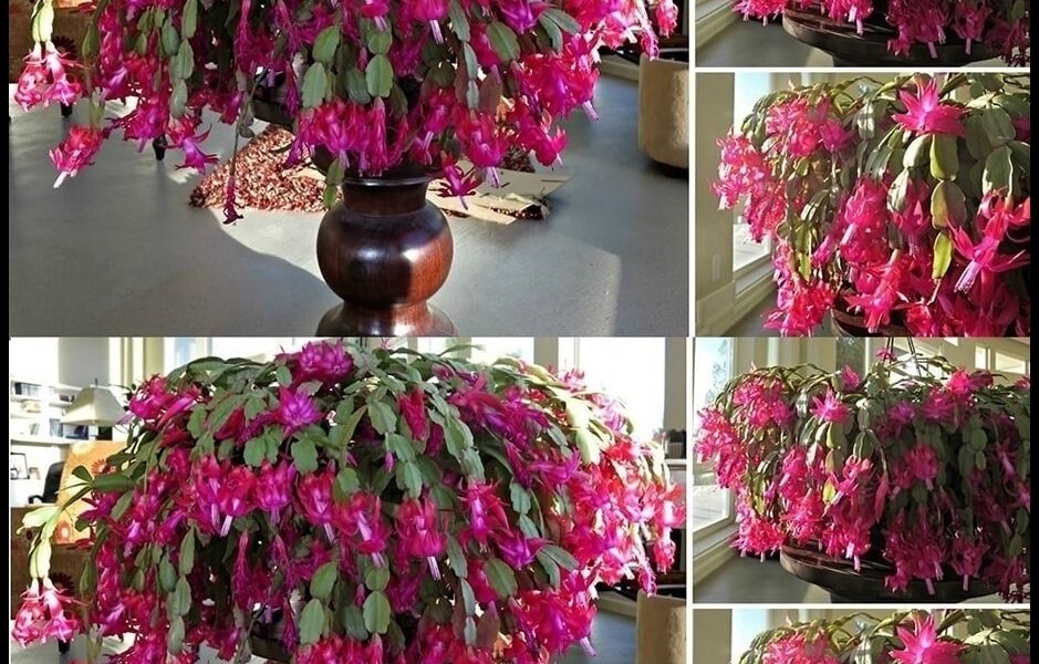 Yılbaşı Çiçeği Uzun süre dayanabilmesi için nasıl büyütüleceği makalesi