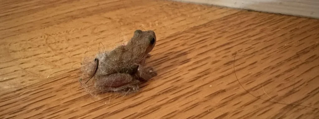 Evde kurbağa olması ne anlama geliyor?