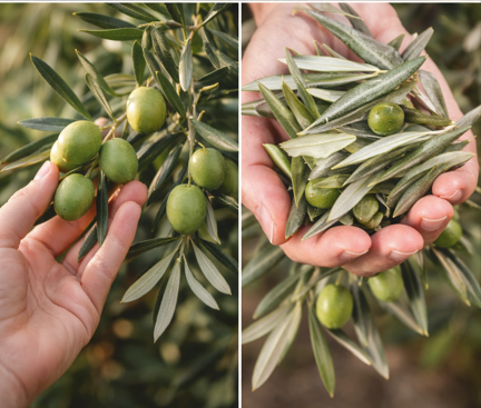 Zeytin Yaprakları: Sağlık ve Uzun Ömür İçin Nazik Doğal Sır